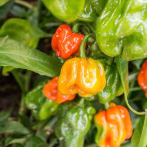 🌶️ Super Habanero Peppers